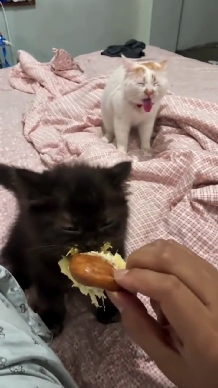 @Random Cat Stuff