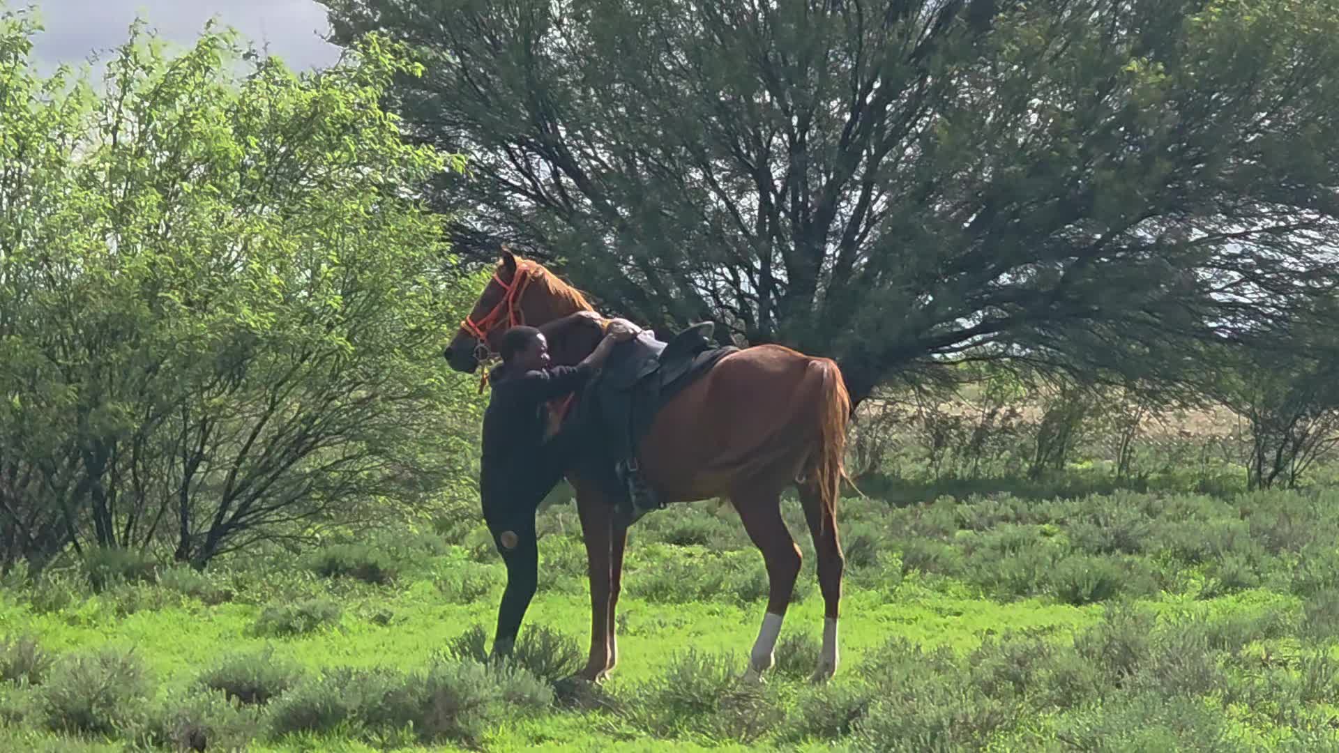 @uitzicht_arabian_stud