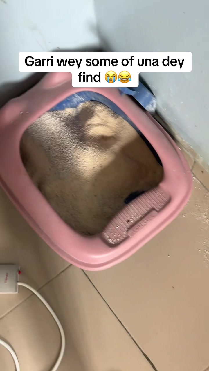 @Dognaire