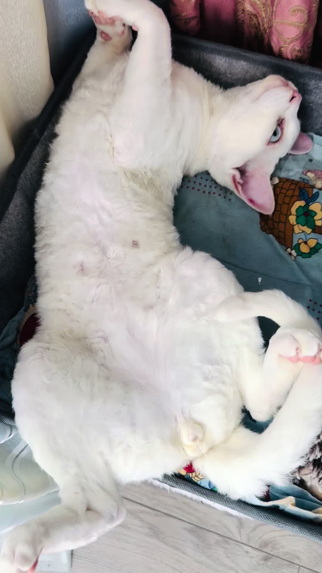 @Лев 🦁 Скавронский❤️