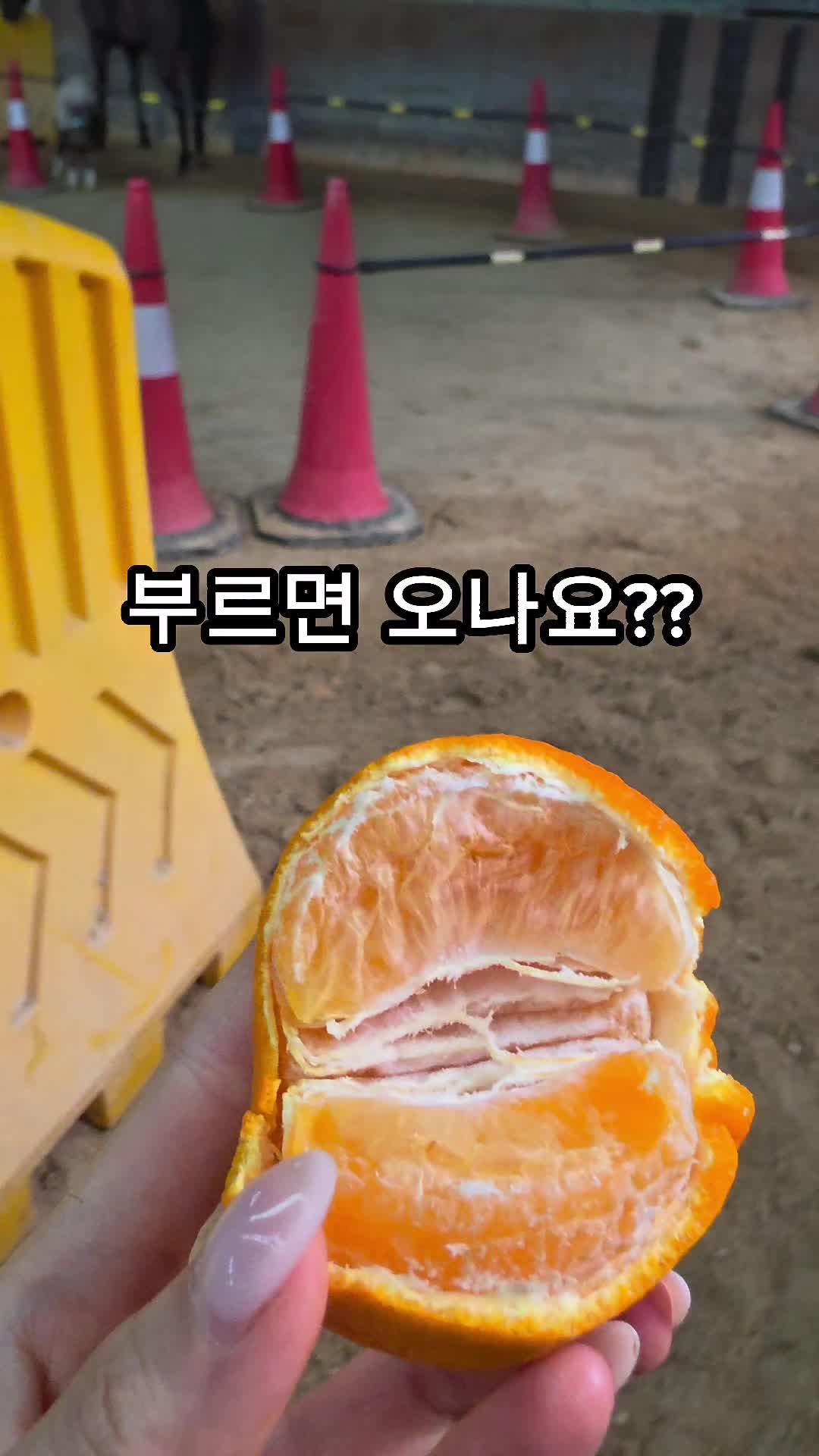 @작은말월리 | 월리플랍🦄