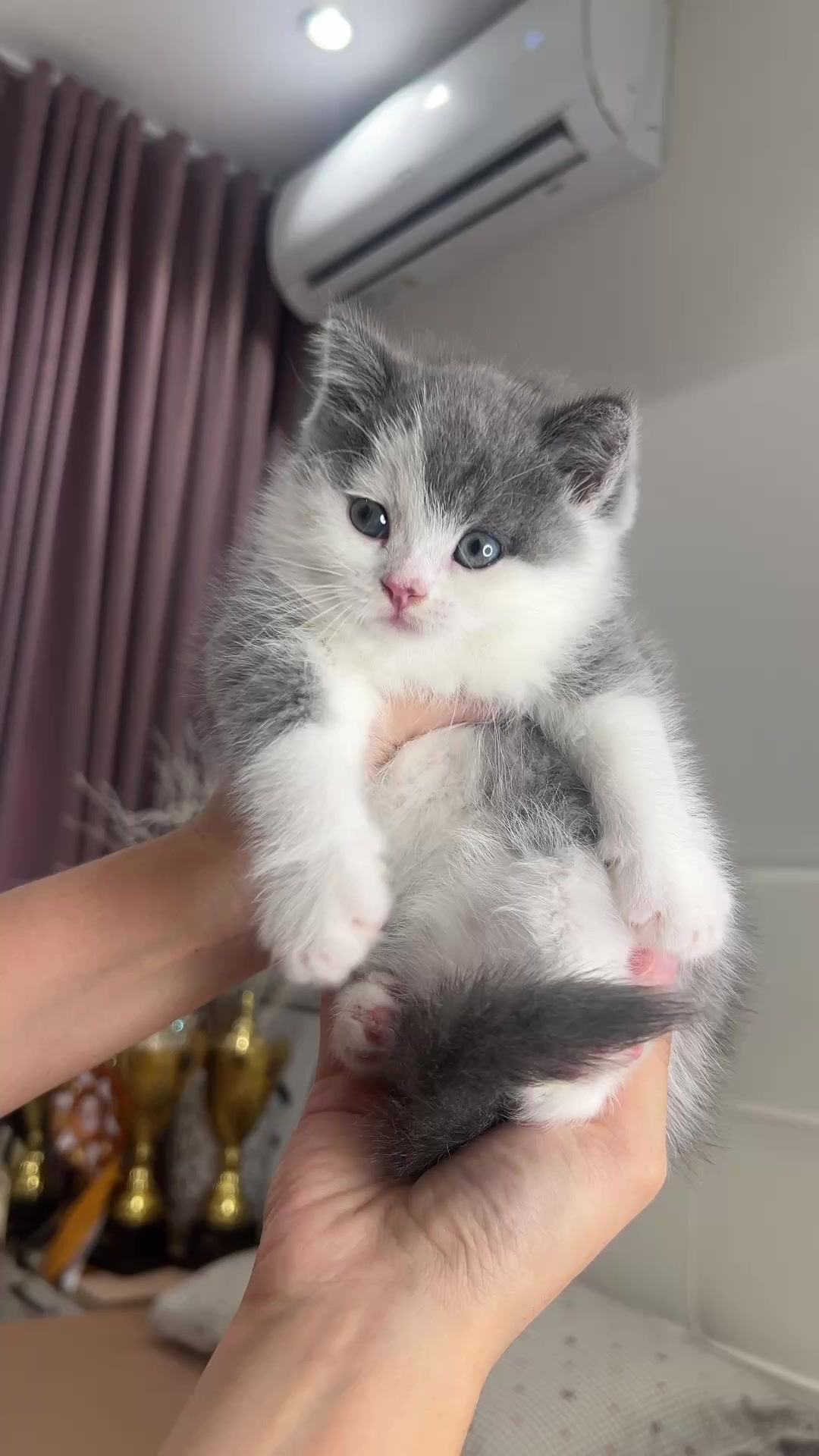 @kittens_uz