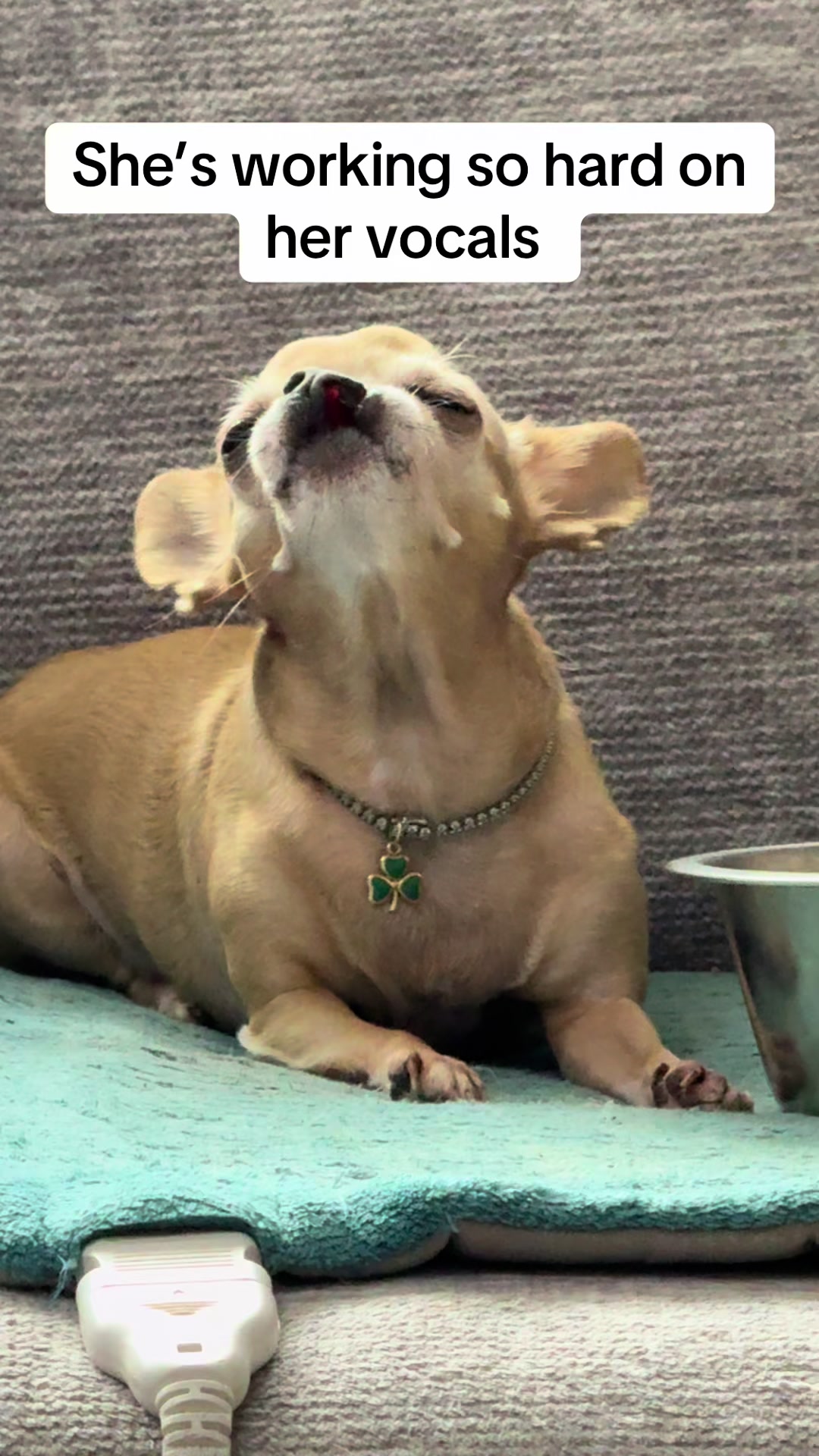 @Dog saver 8