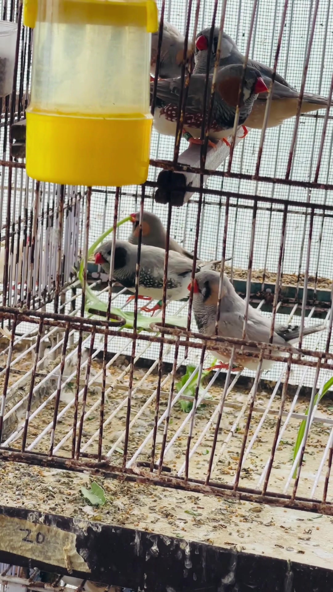 @Lala Aviary