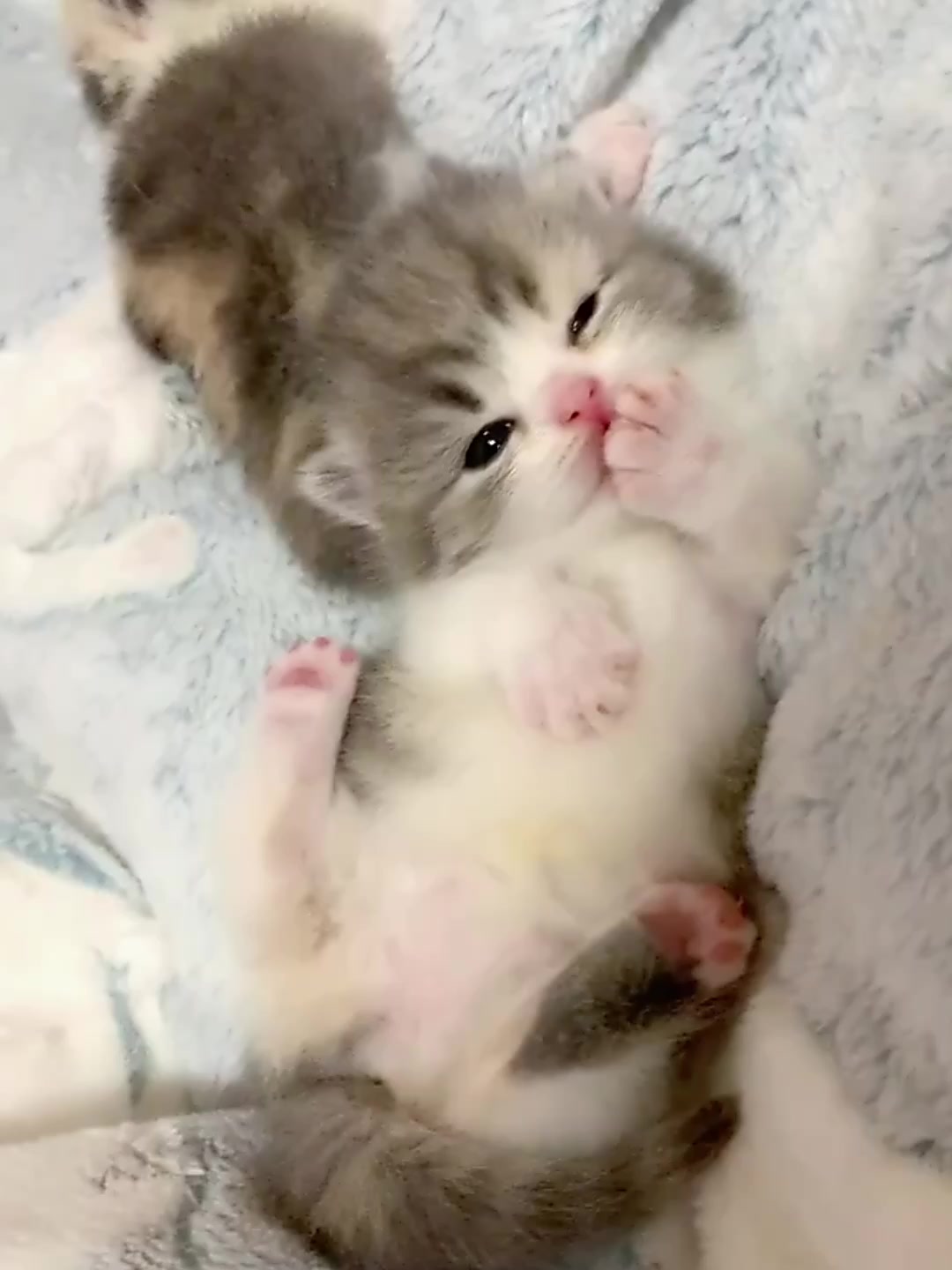 @catbosssss