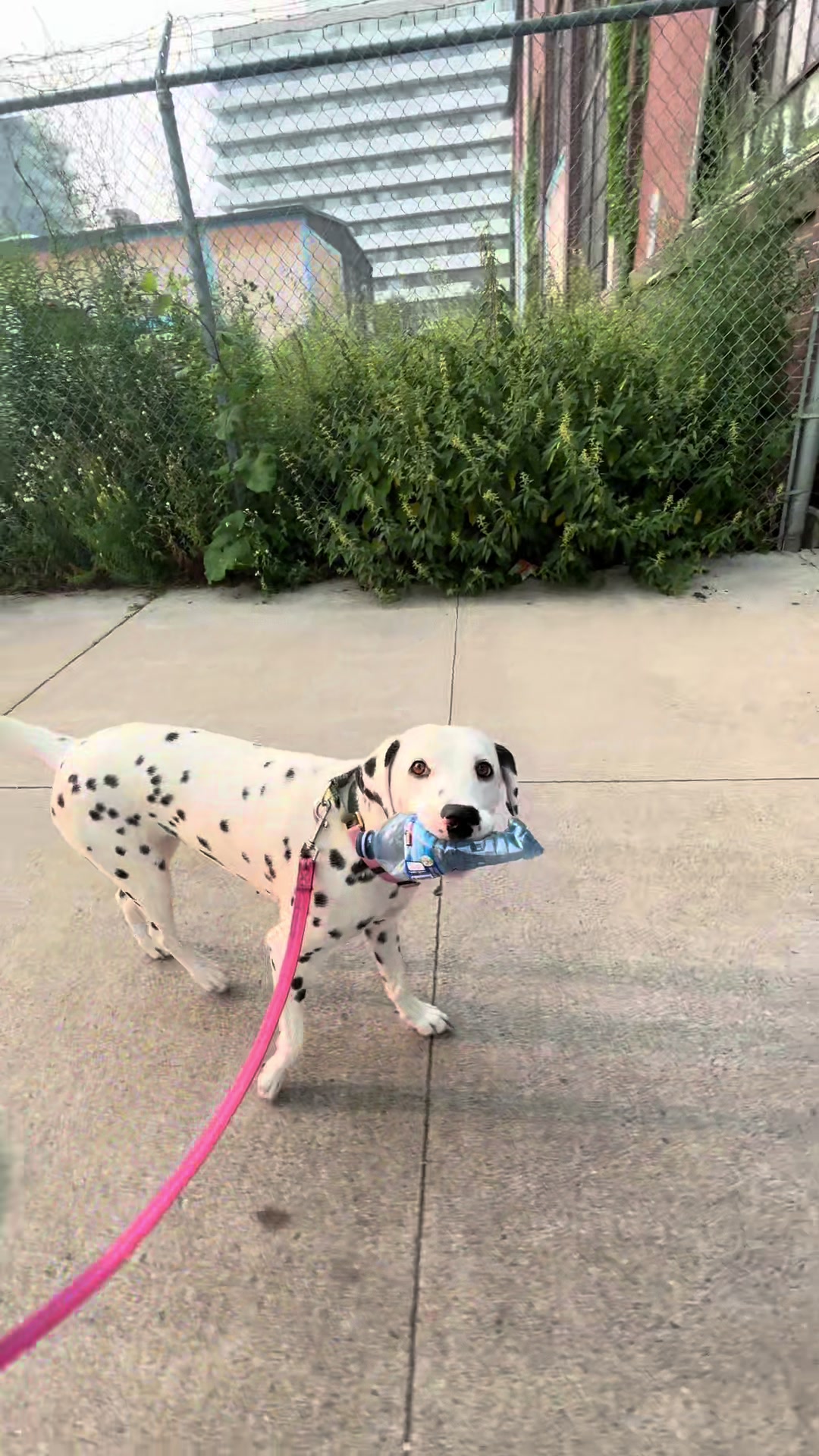 @Nevada the Dalmatian