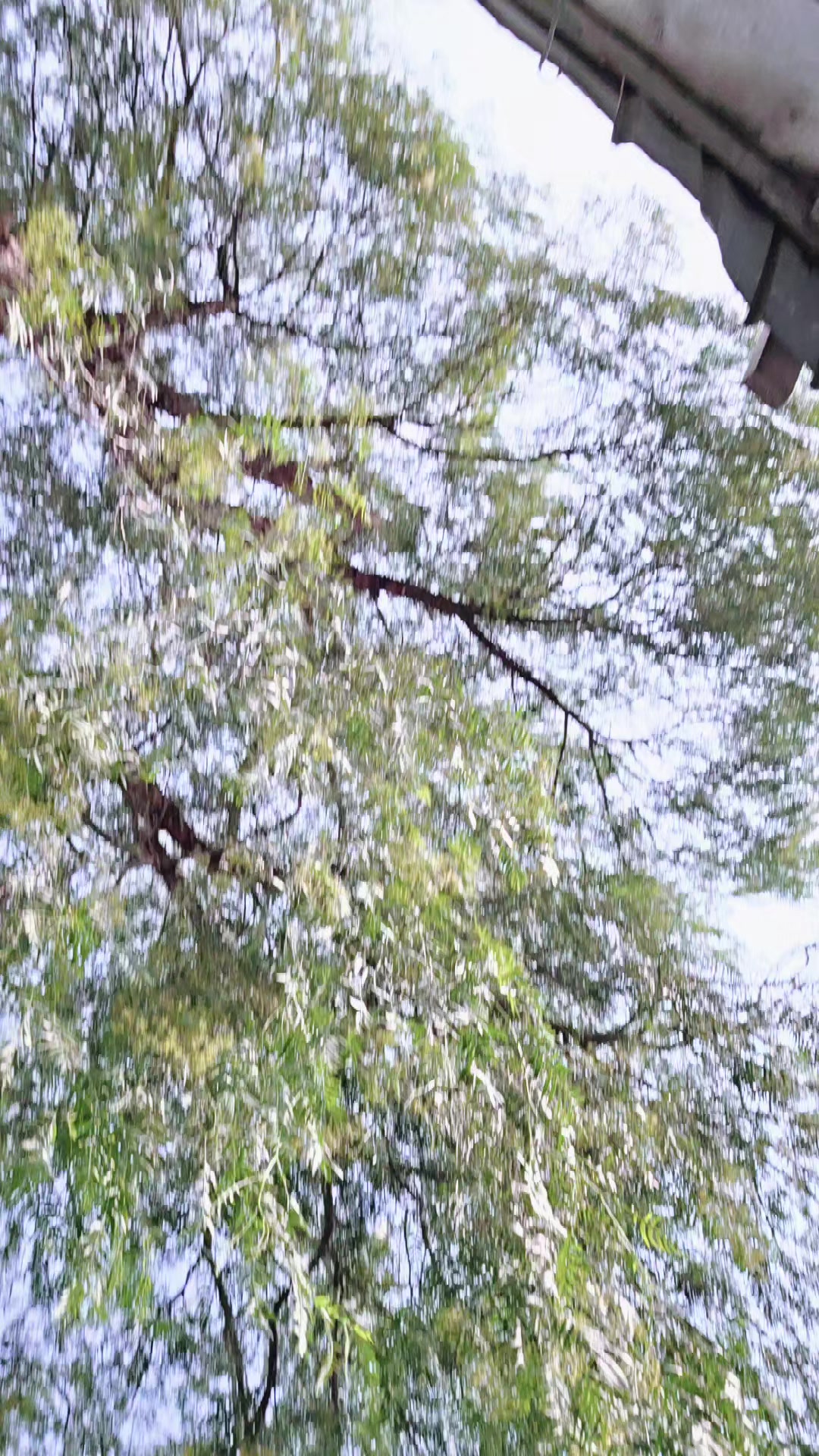 @परदेशी कान्छा 321