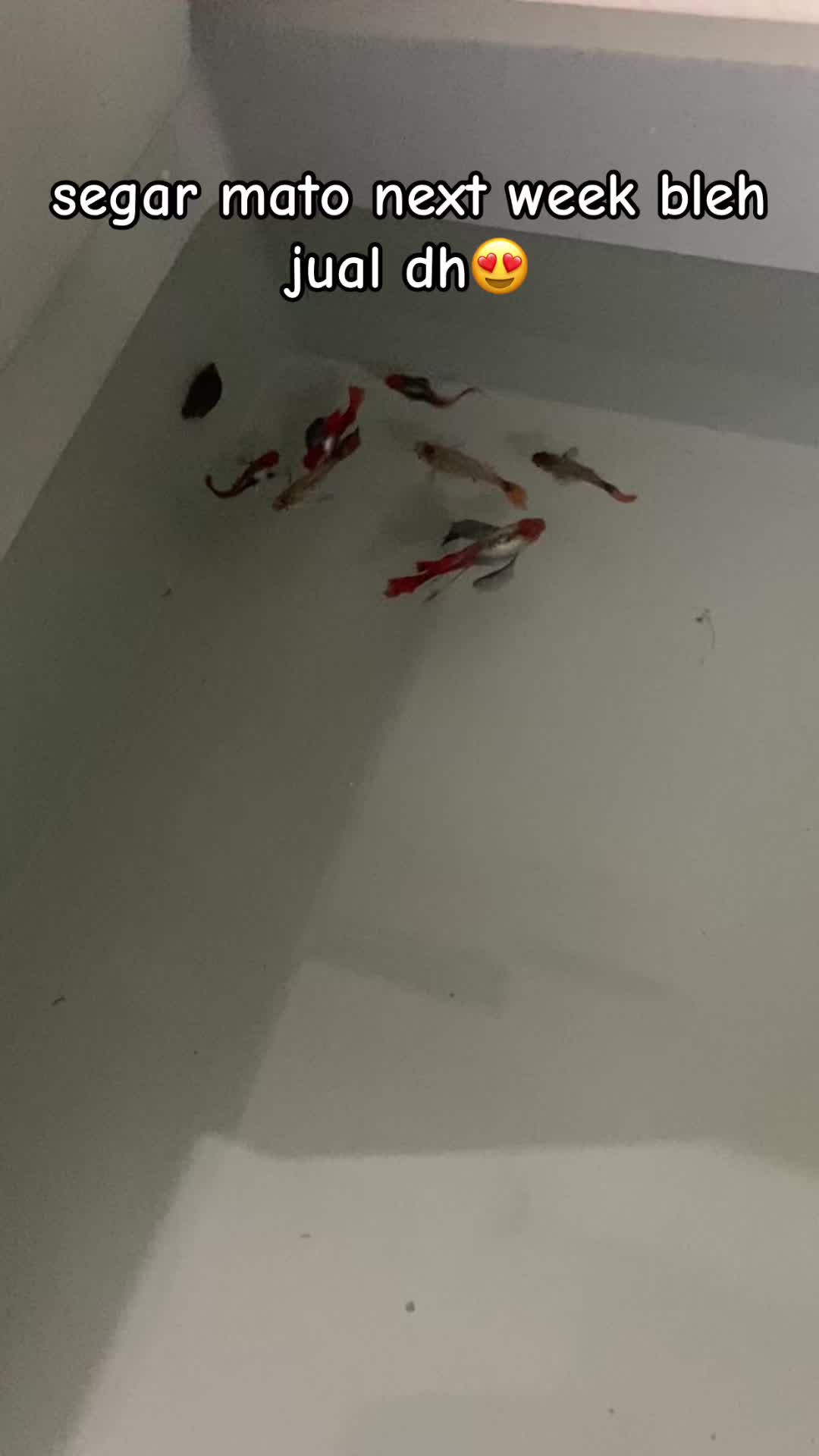 @RULL GUPPY??