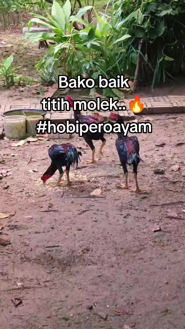 @Angah Rima Halo Official