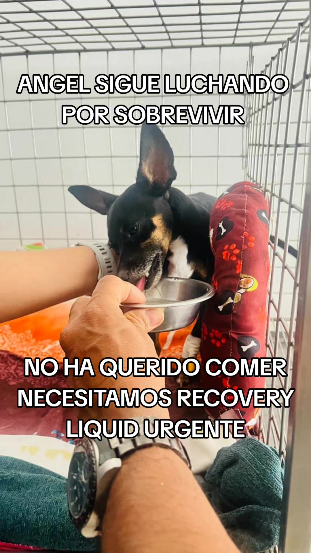 @Pasión Animal Tv