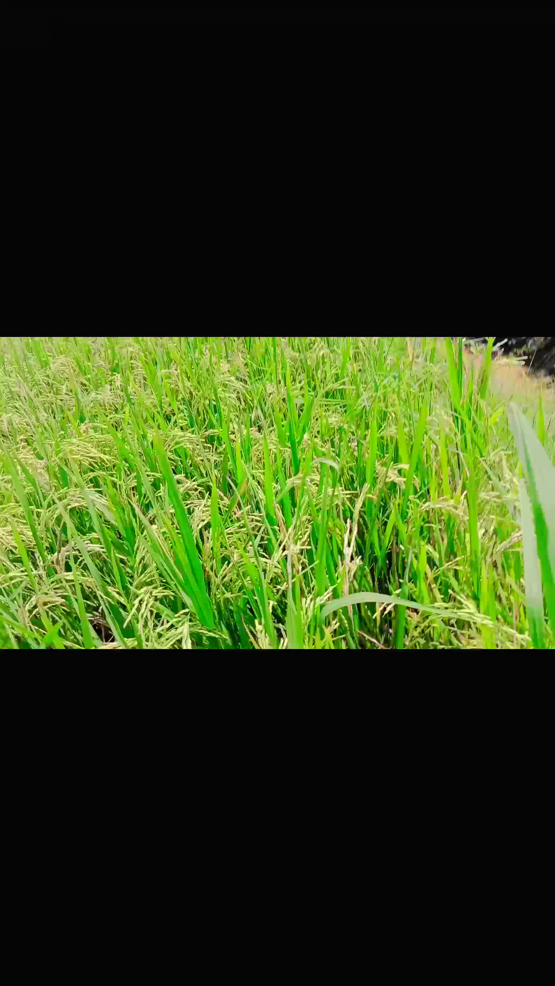 @សា រីន🇰🇭🇰🇭