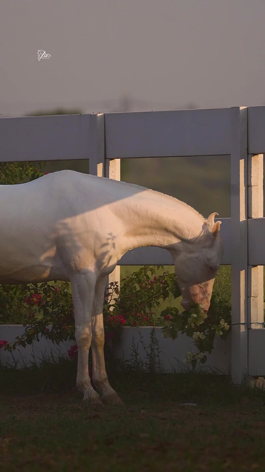 @SUNRISE STUD FARMS RAWALPINDI