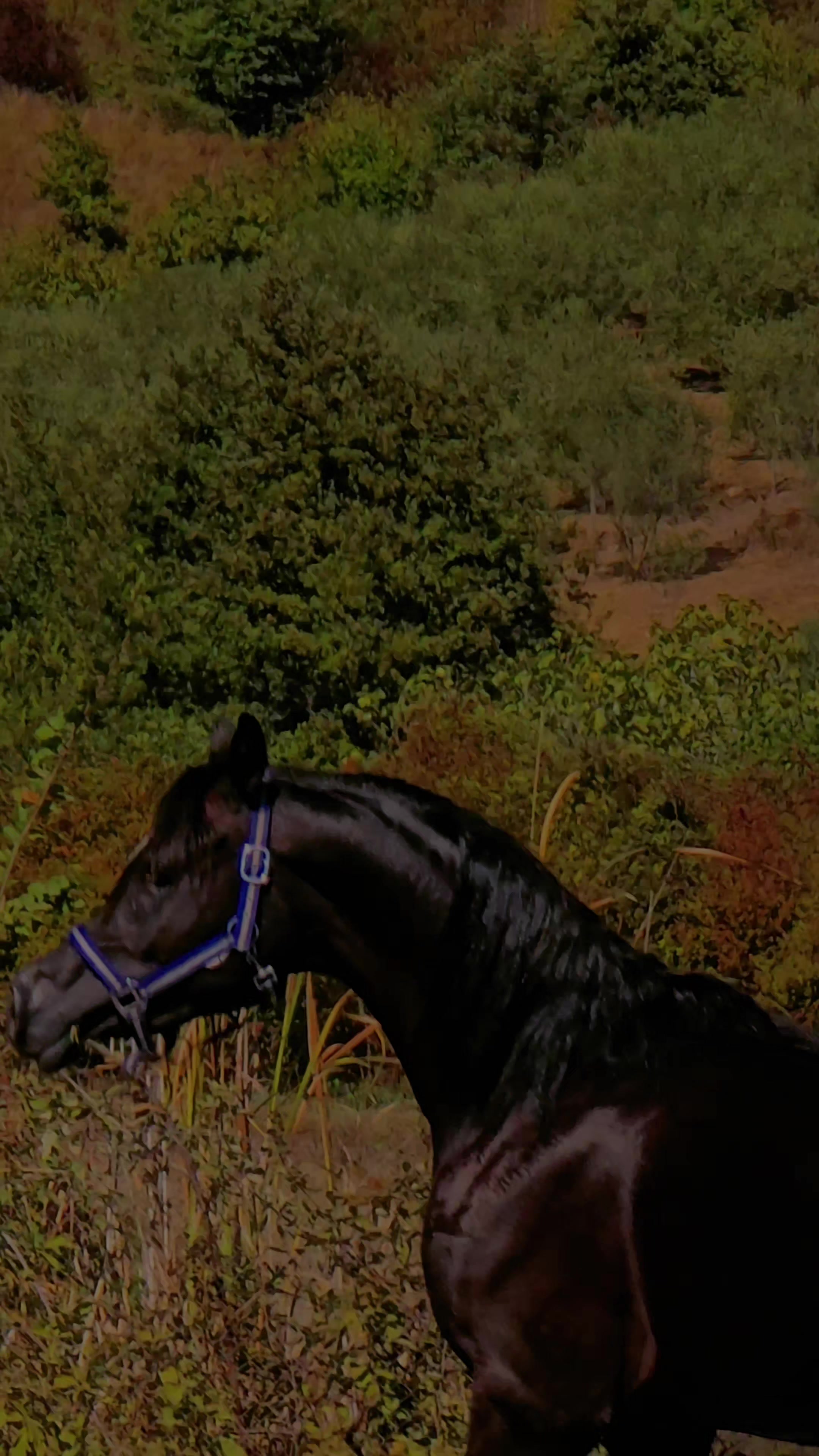 @Horse Training Center Albania