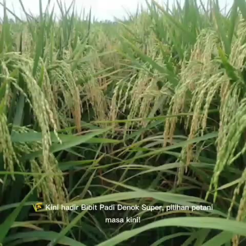 @PT. BHD INDONESIA