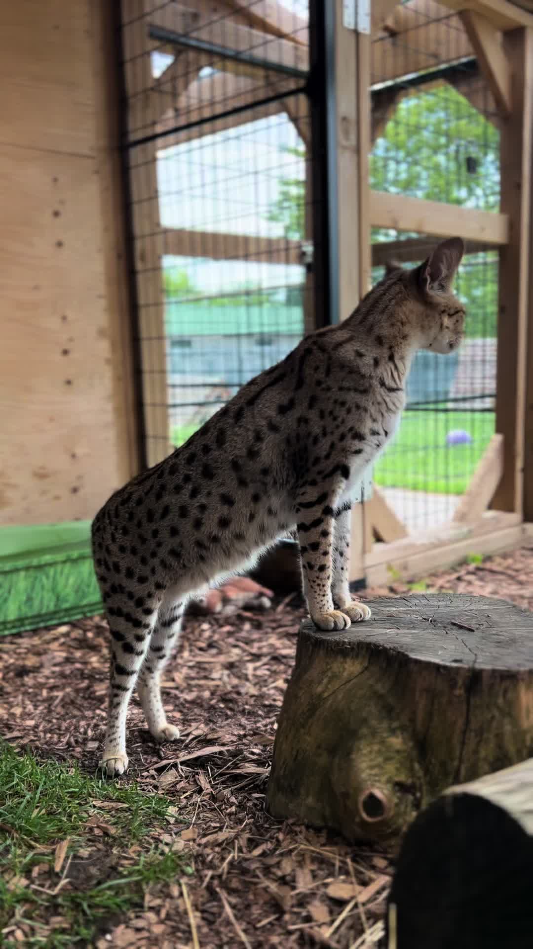 @Jungle Cat World