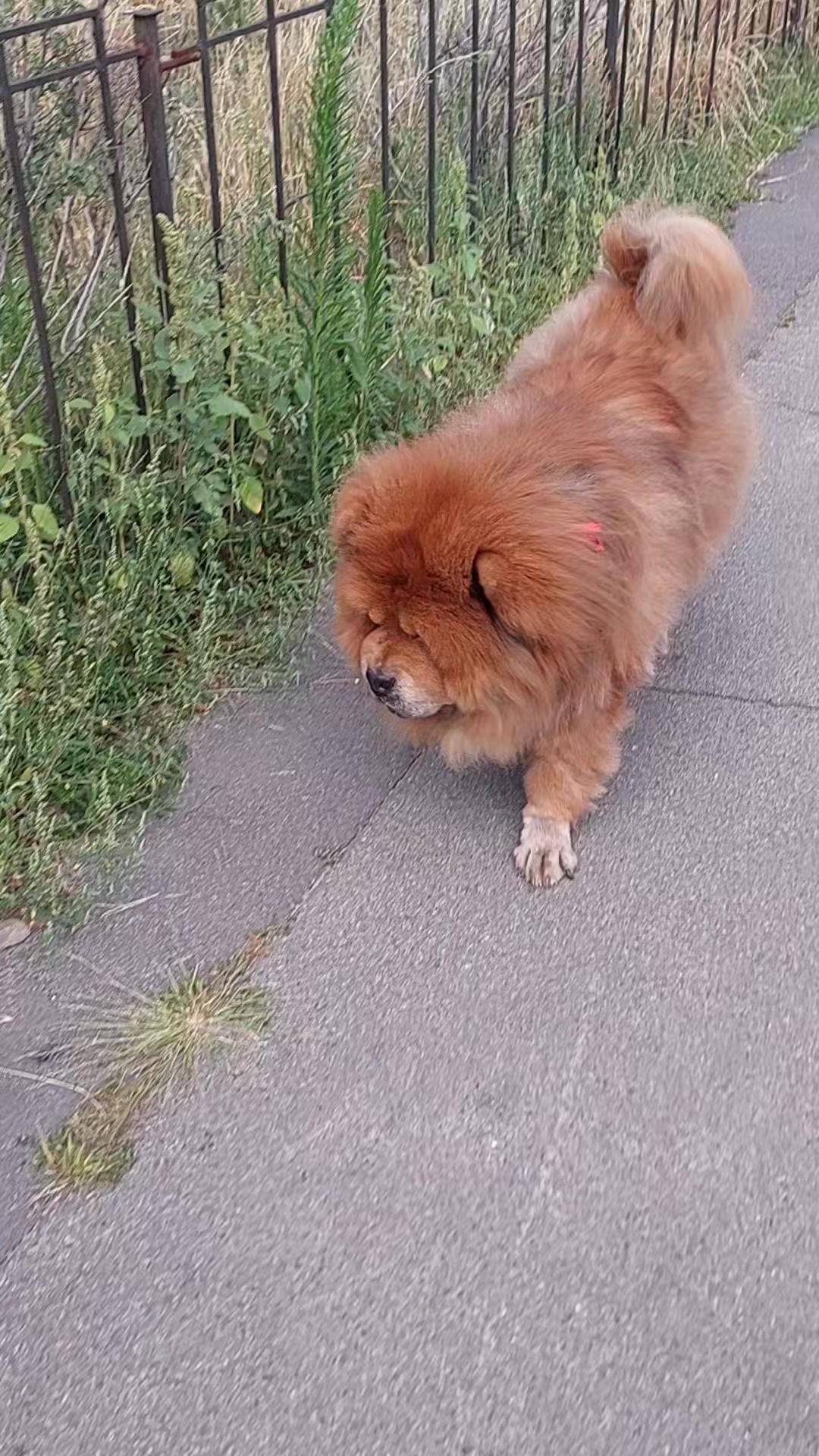 @Чау чау Тимоша❤️