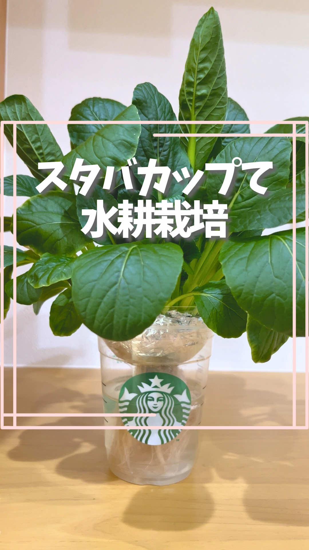 @はる|年間100種類の野菜を育てる3児のママ🍅