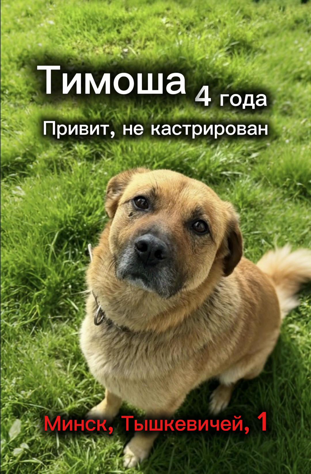 @help_animals_belarus