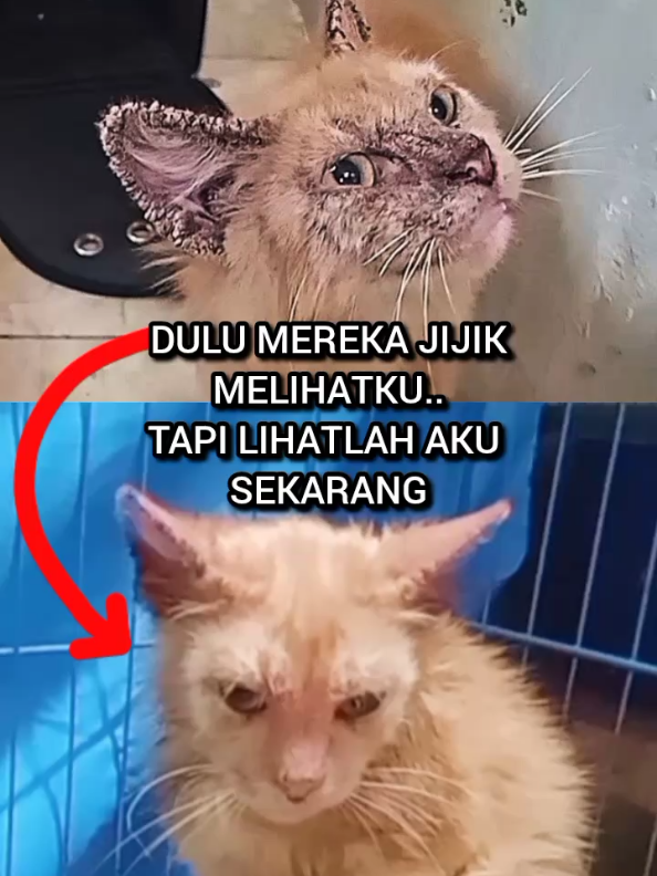 @Kucing Rumah Ronal