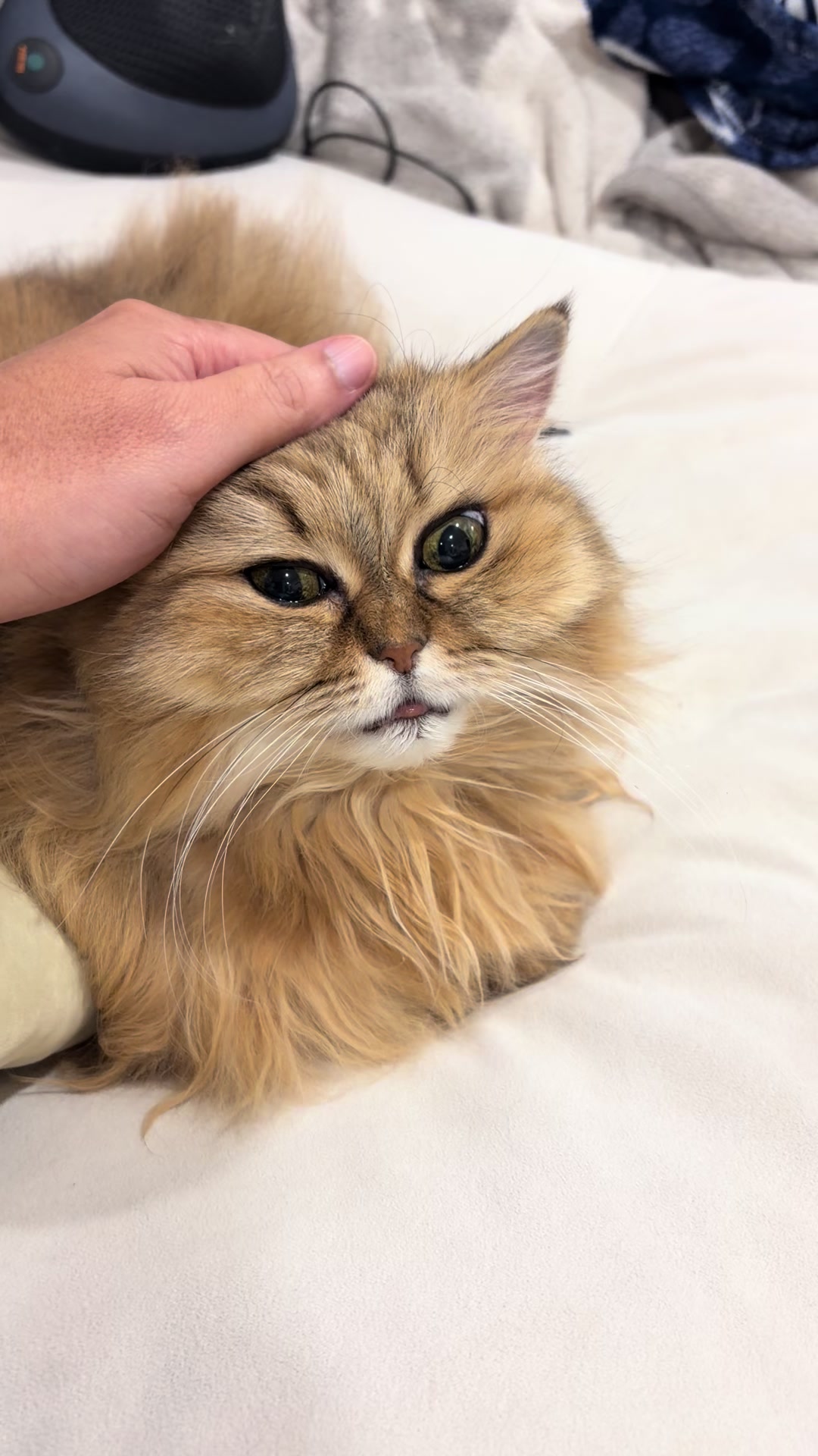 @🦷 Beboo the cat