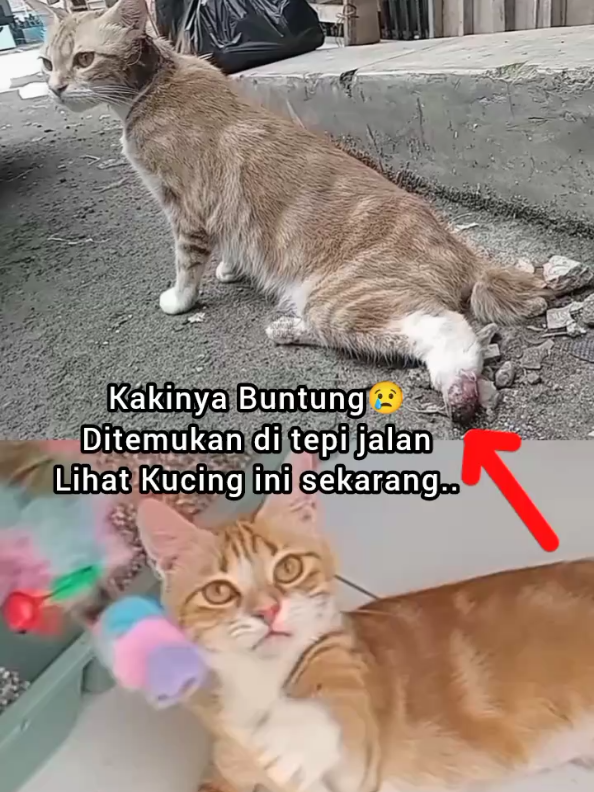 @Kucing Rumah Ronal