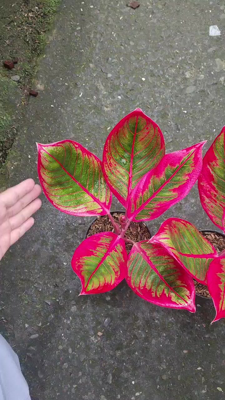 @Ronaldo_Aglaonema
