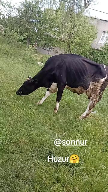 @Akrep kadını🦂