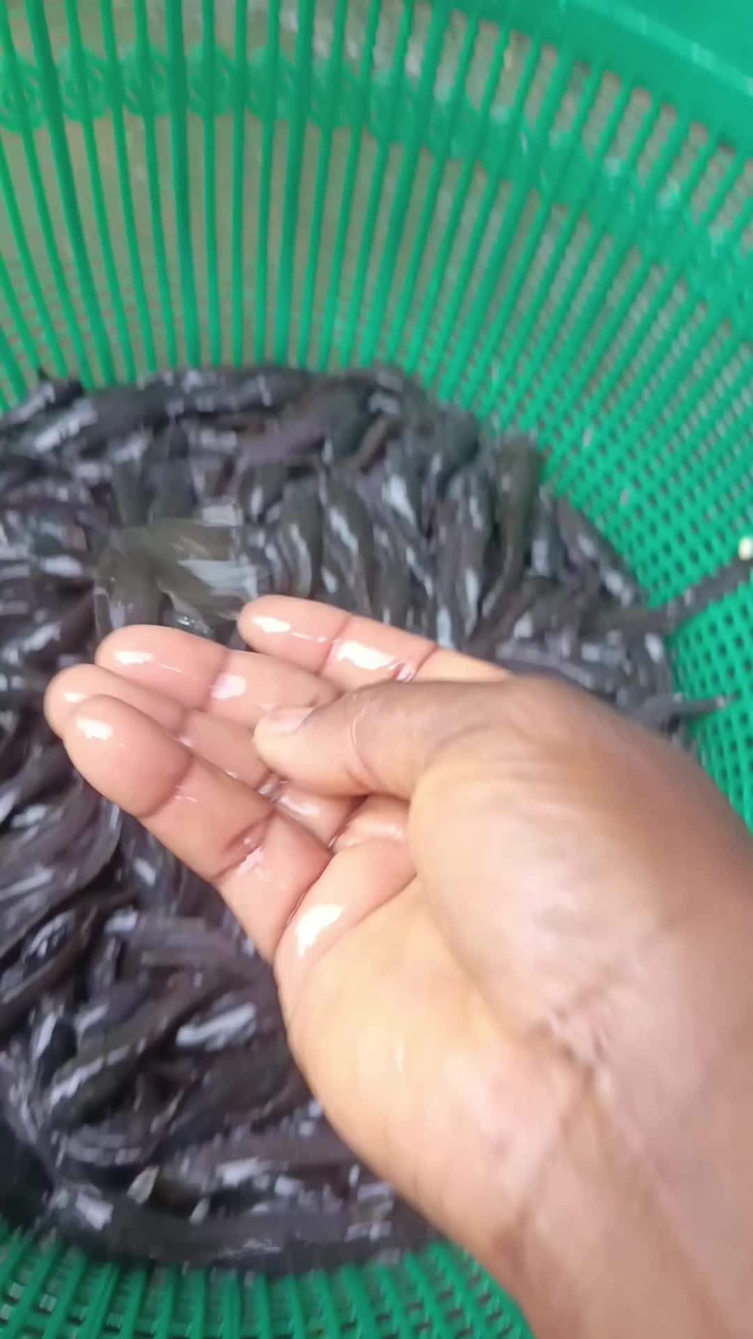 @SEVIMIAGRO2