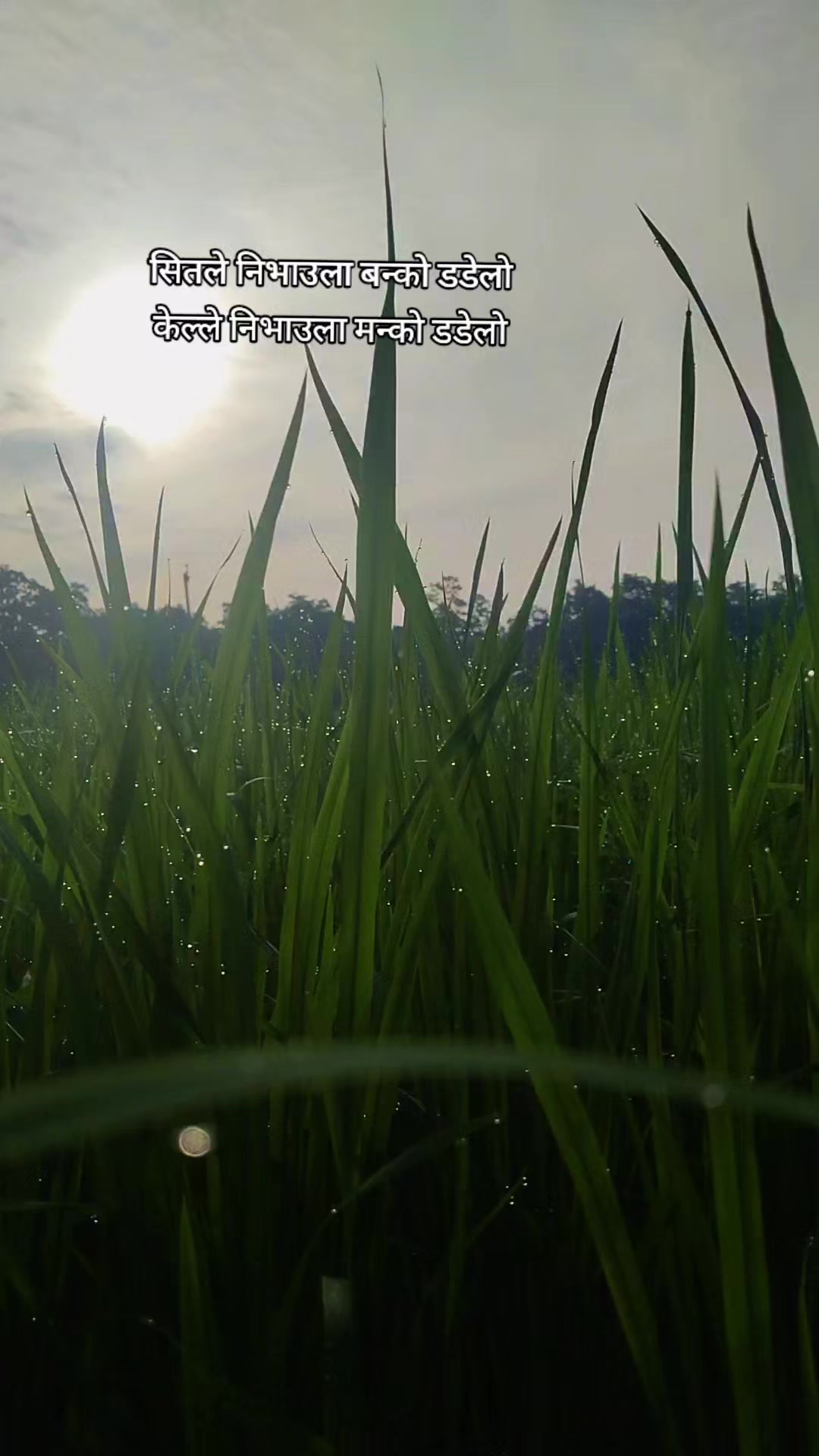 @puran_rayamajhi_100