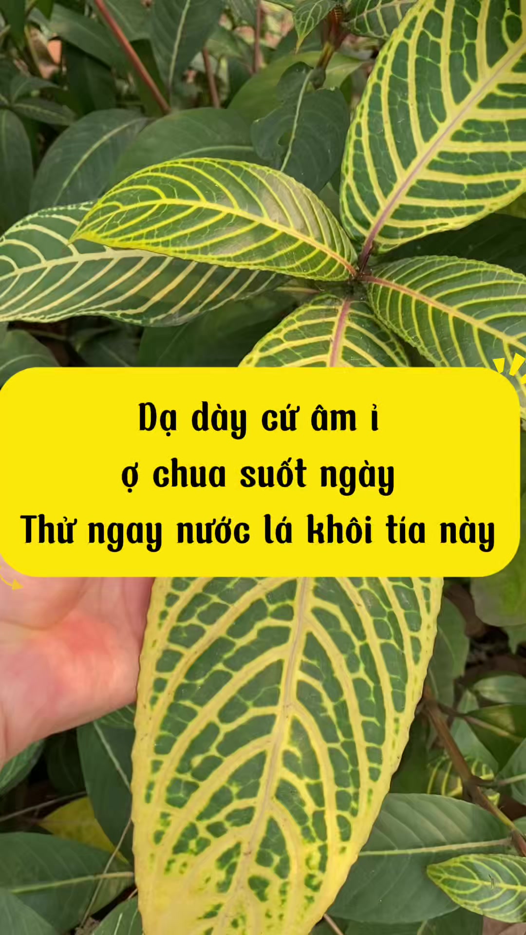 @C&ocirc; Dược Sĩ Duy&ecirc;n💊