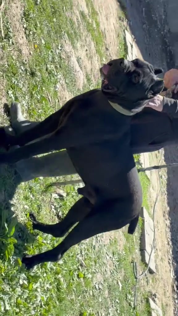 @NeroCaneCorsoKennel