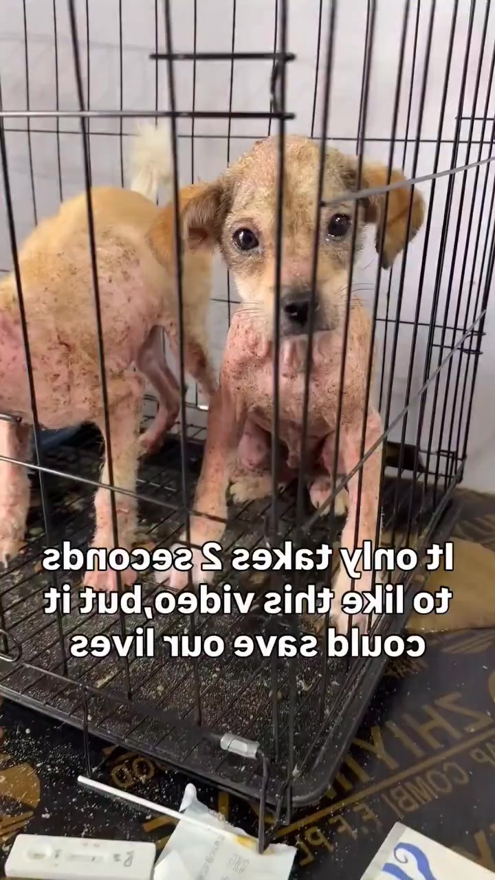 @NewLeashOnLifeRescue