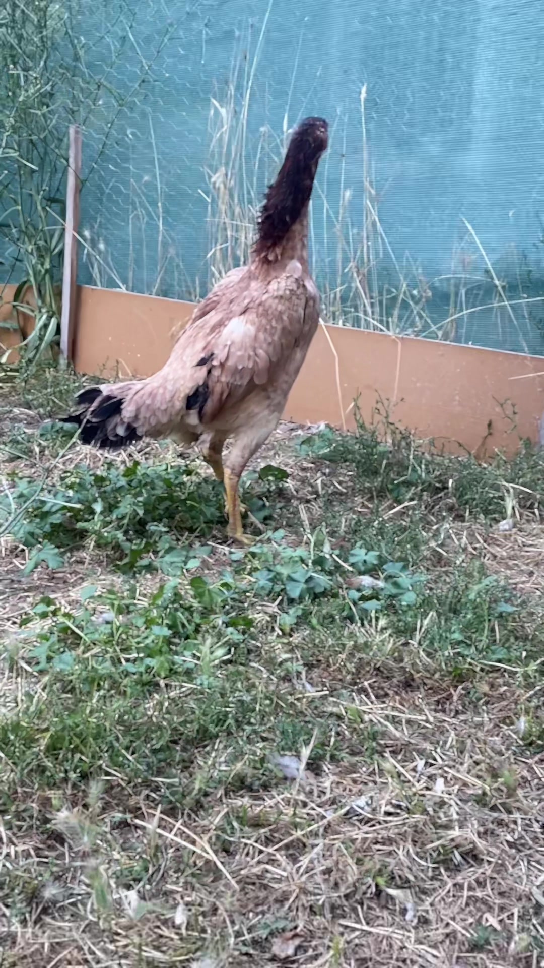 @Sivas Aslanları 🦅