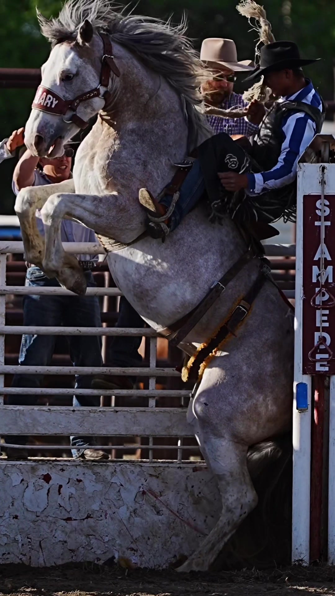 @Hanginghorses