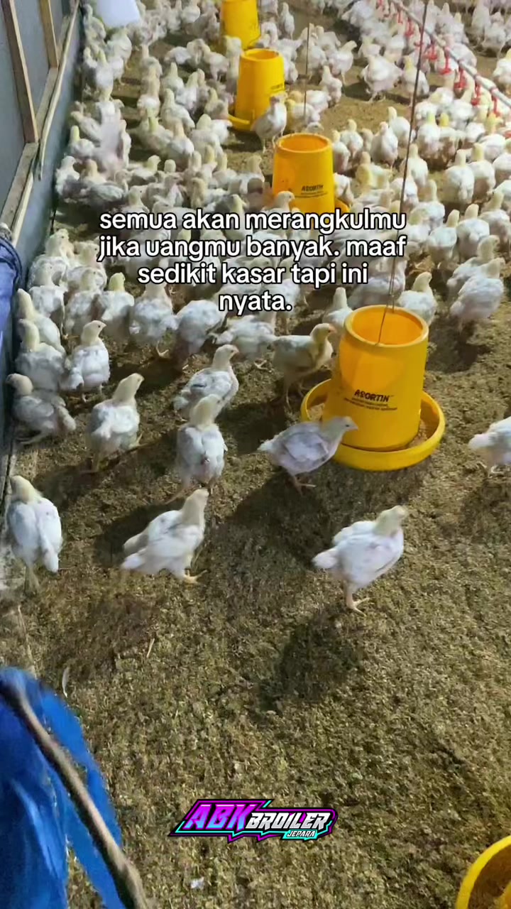 @ABK broiler
