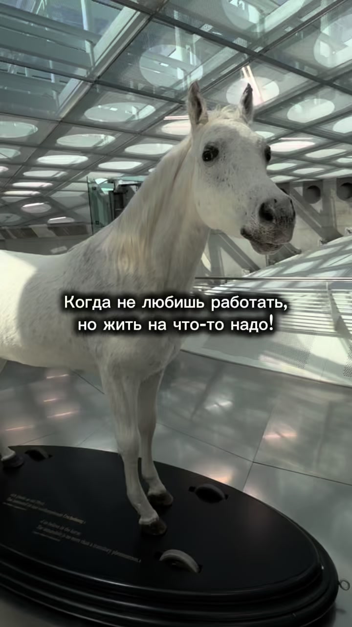 @Haia