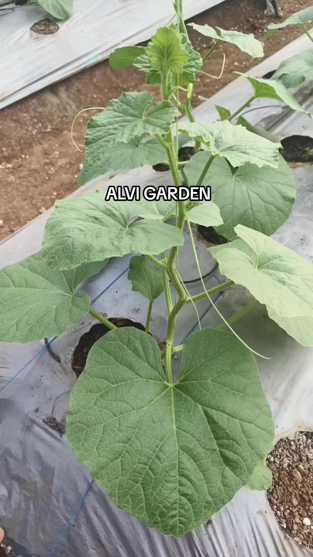 @Alvi Garden