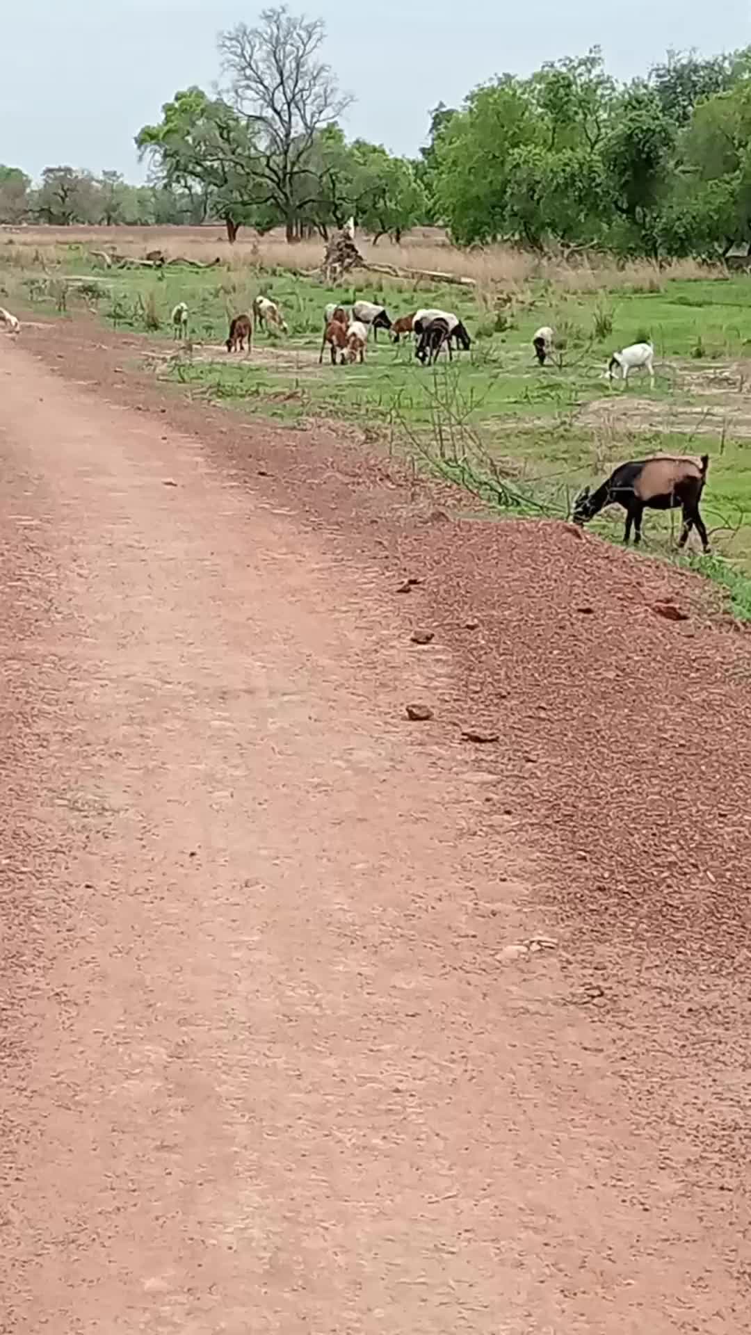@बिन्दास