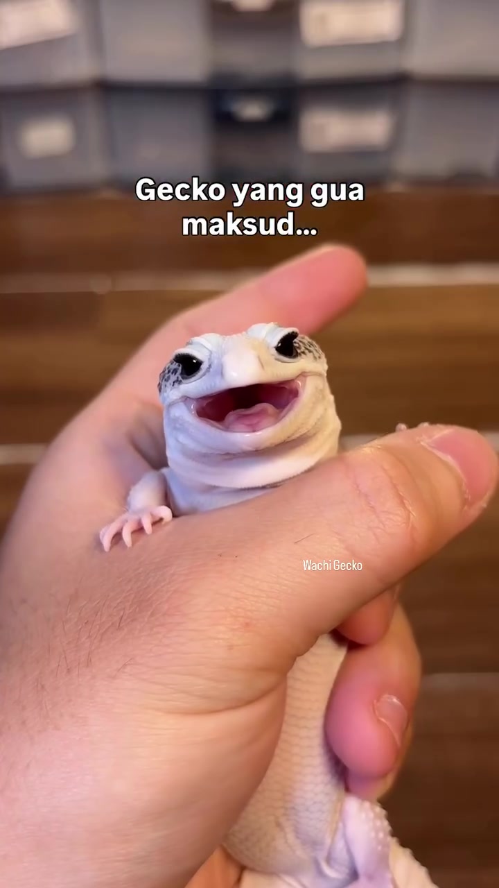 @wachigecko