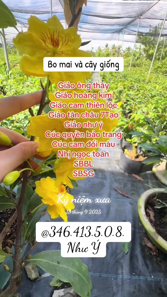 @Như Ý
