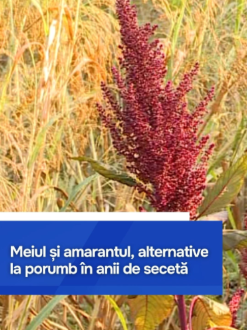 @Moldova1