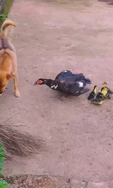 @Funny