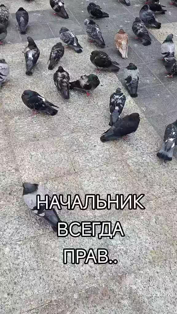 @Muza