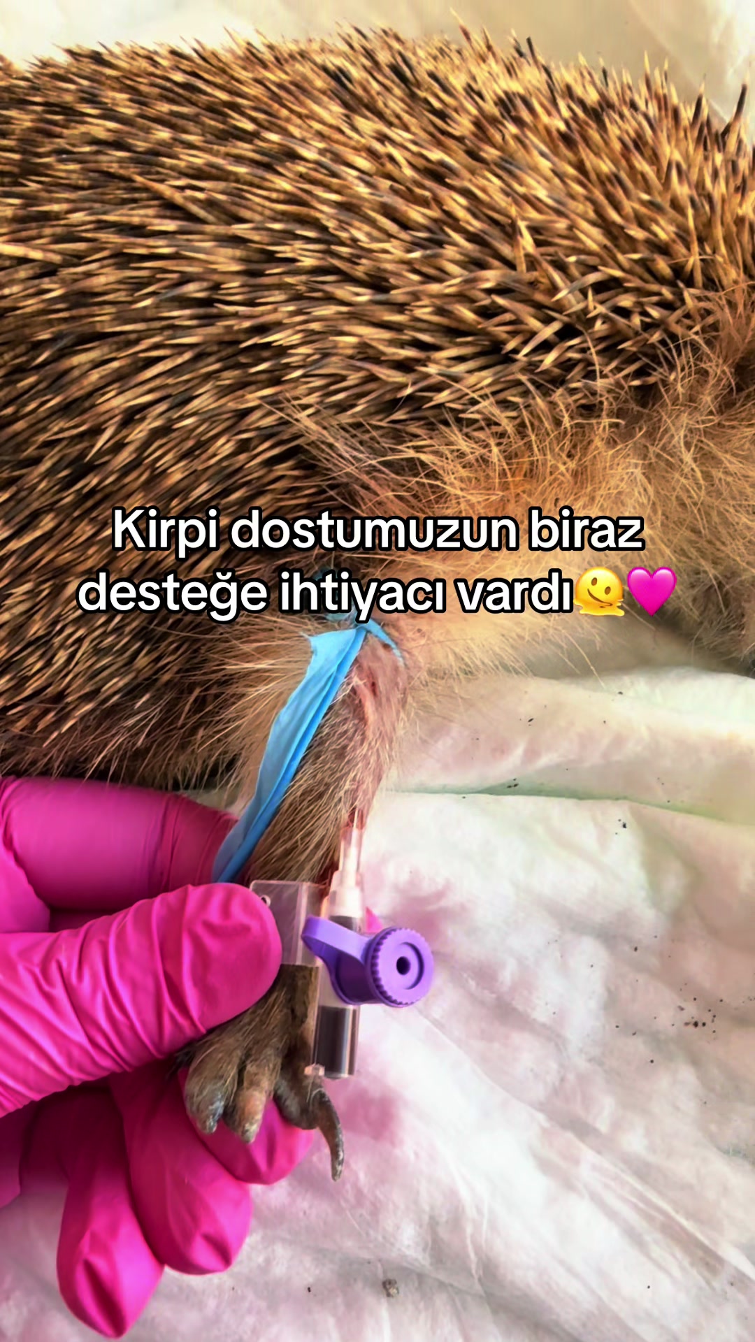 @vet.Behide