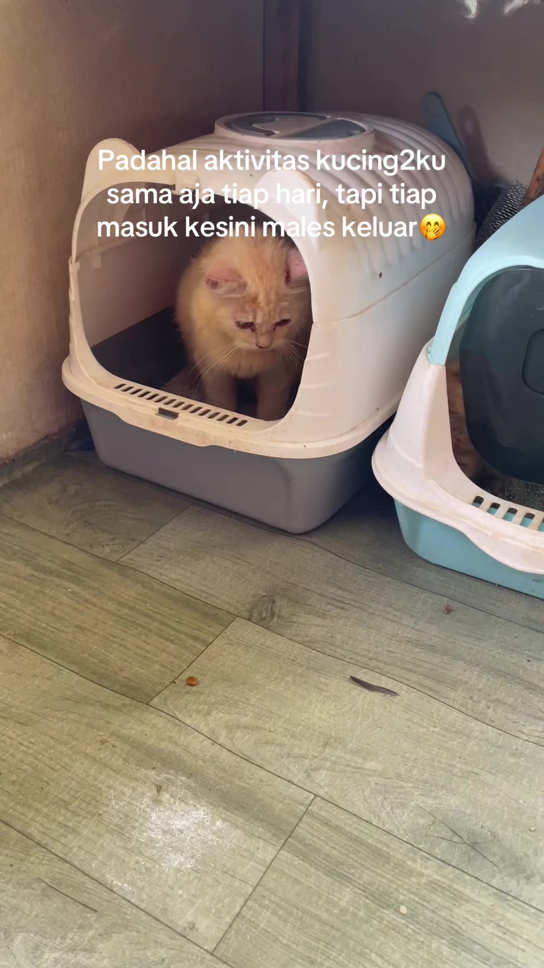 @Meow family