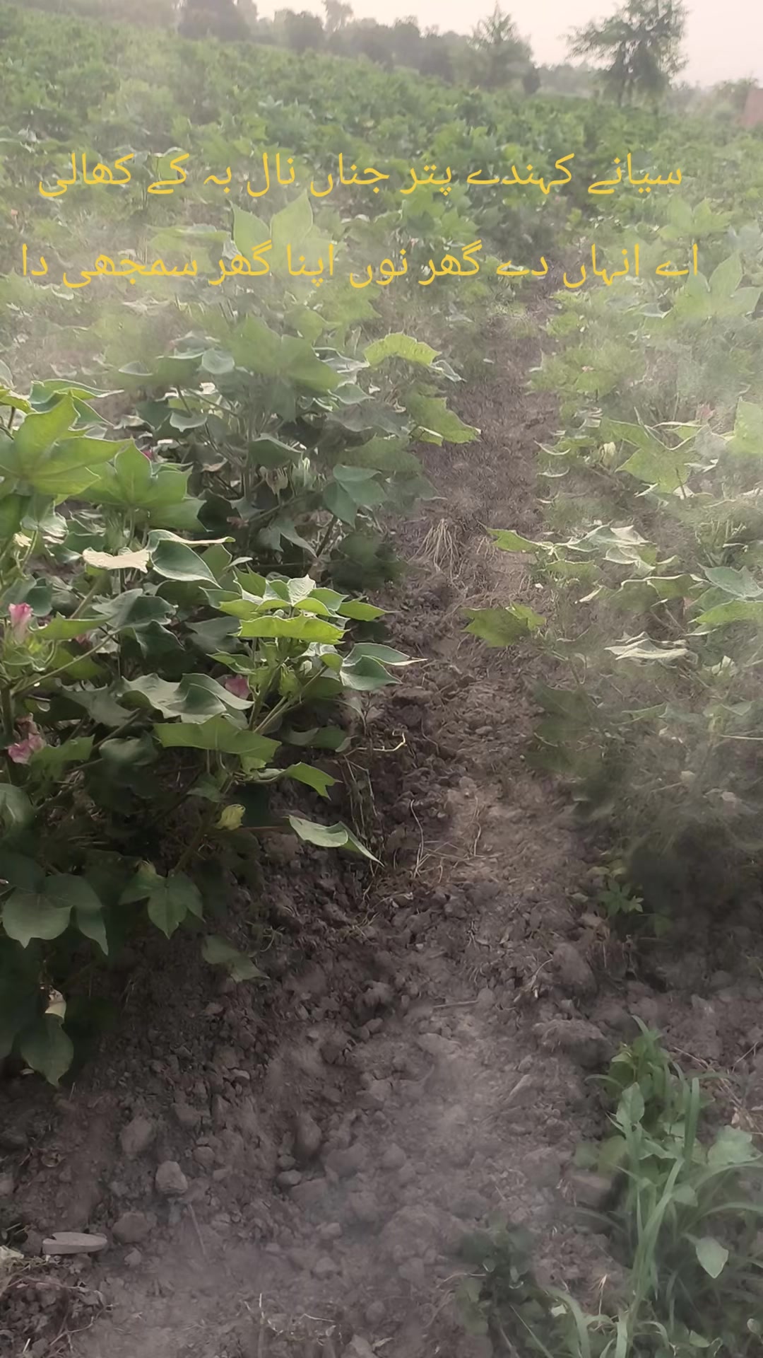 @Mr.Tori.Farming (pathologist)