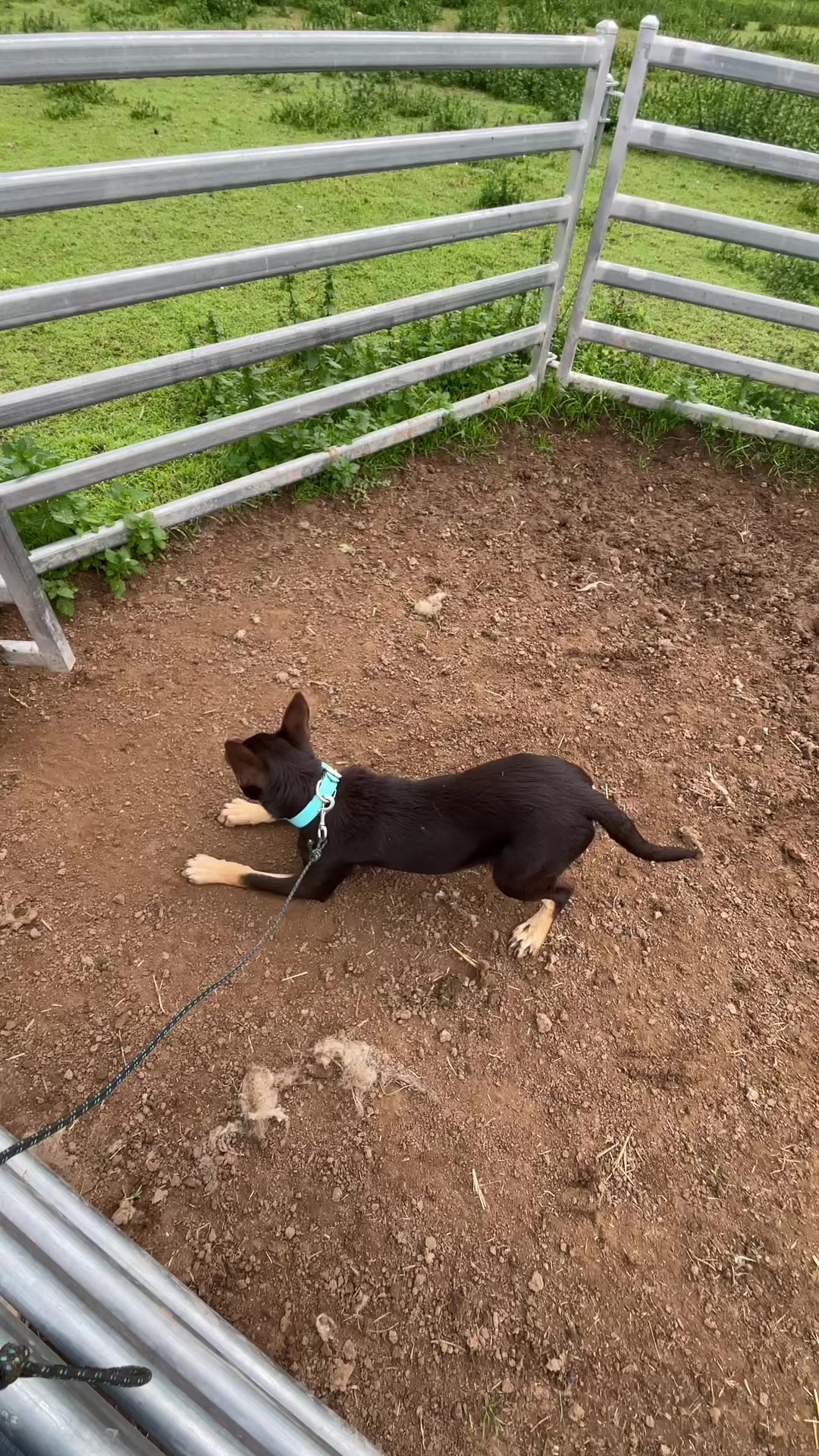@SouthernDreamin Kelpie stud