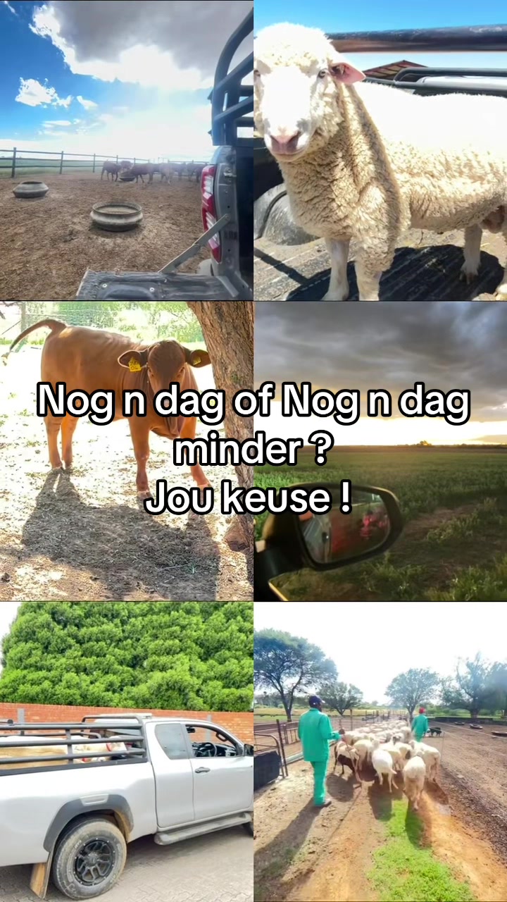 @๐๐ฟ๐ฆDaantjie๐บ๐ธ๐