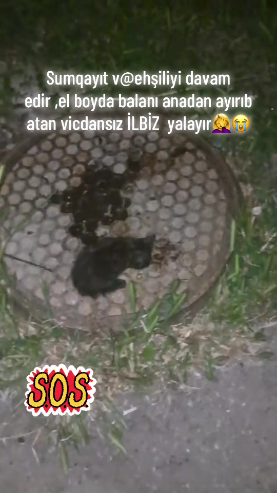 @SAHİBSİZ-HEYVANLARA-DESTEK