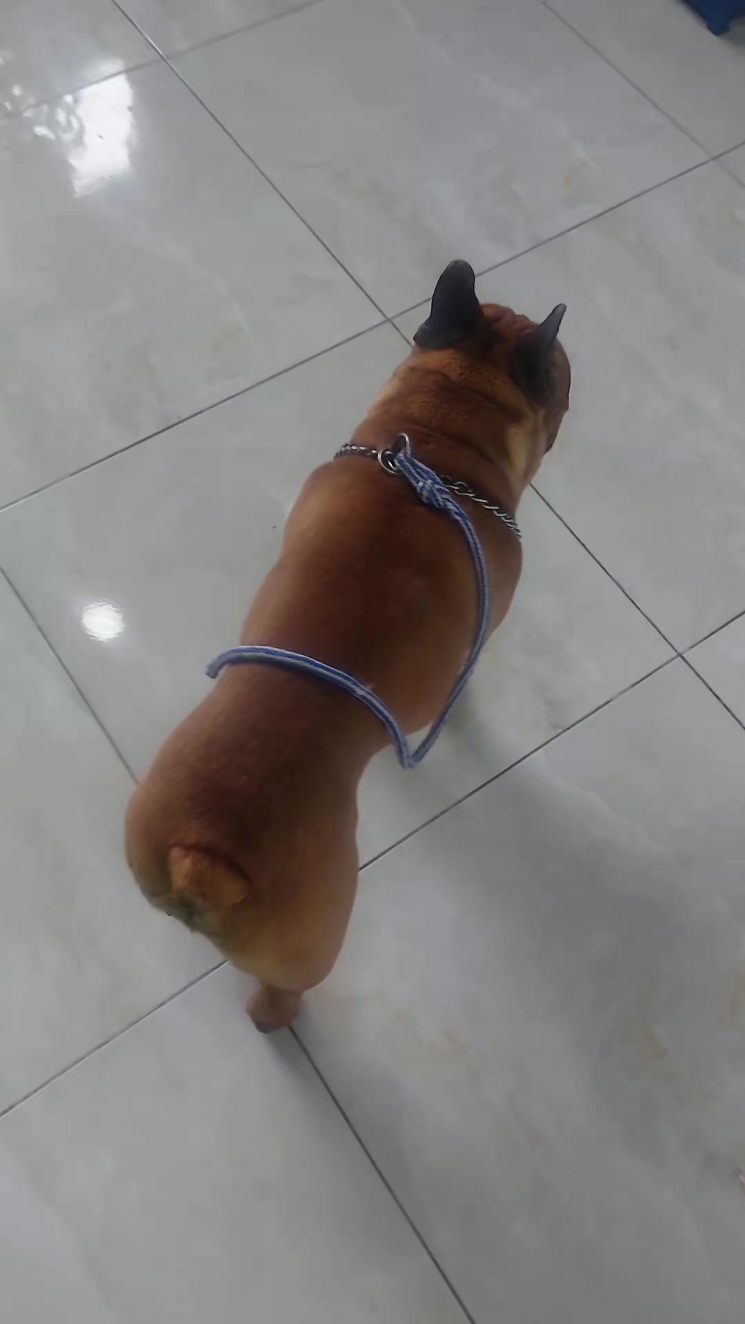 @Veterinaria Dr. C.A.M. Vet 🐩